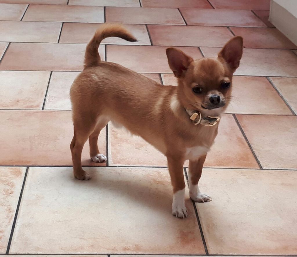 Marcelino Des lianes de mysore